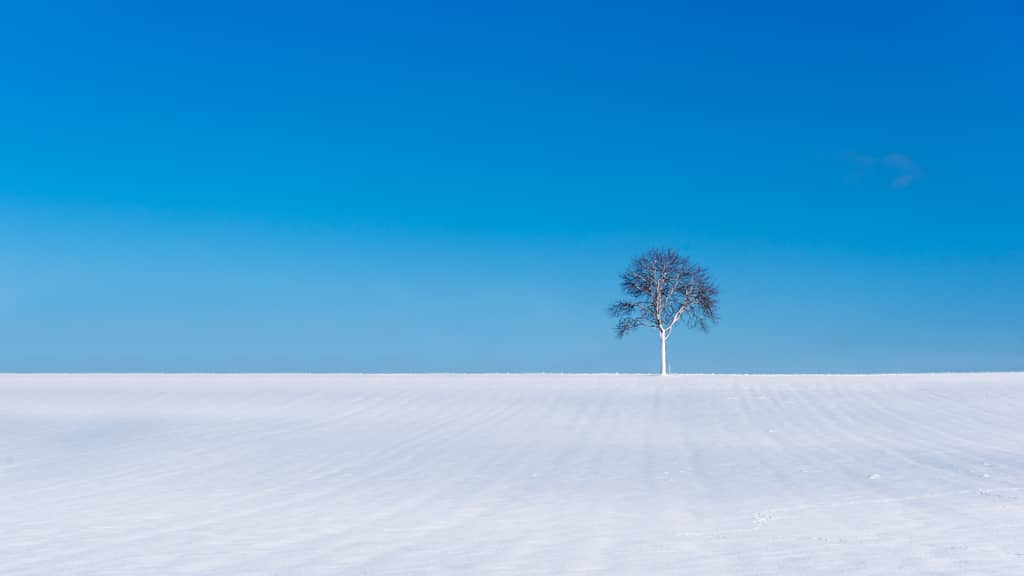 Roland Seichter Fotografie - Minimalistische Fotografie - Ein Winterbaum vor blauem Himmel in einem Schneefeld