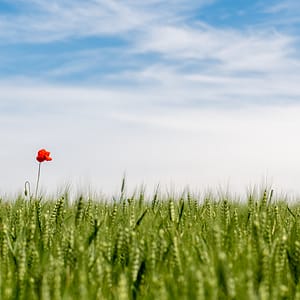 Roland Seichter Fotografie - Pflanzenfotografie - Mohn