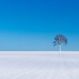 Roland Seichter Fotografie - Minimalistische Fotografie - Ein Winterbaum vor blauem Himmel in einem Schneefeld